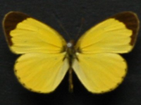 Eurema smilax smilax - Adult